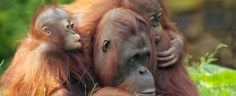 orangutan borneo