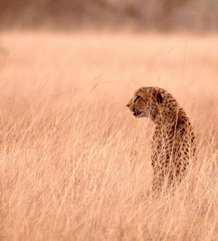 Cheetah in the long grass