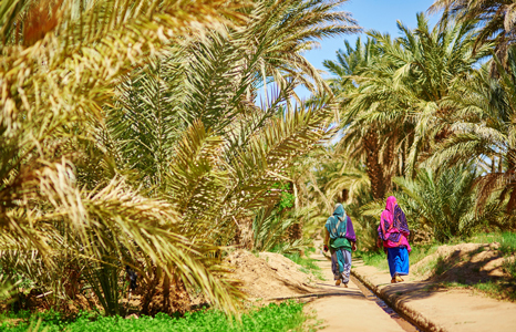 Erfoud Morocco, date palms