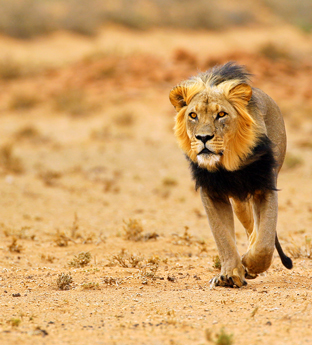 Lion in the Kalahari