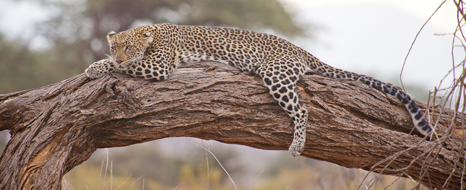 Leopard having a rest in a tree