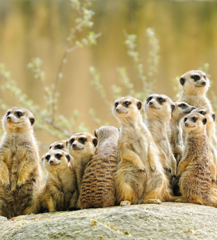 Meerkats watching