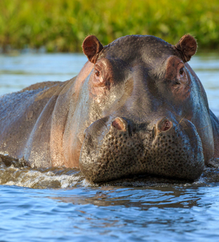 Hippo in lake Malawi
