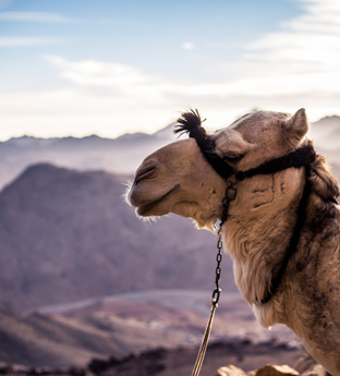 Camel in the Sinai