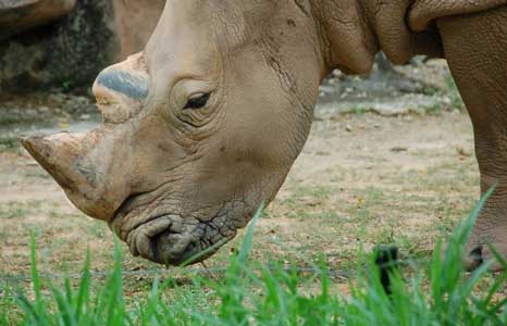 rhino tabin wildlife reserve