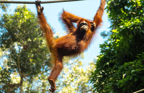 orangutan sandakan