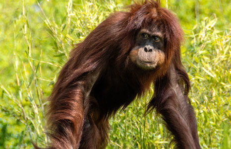 orangutan sepilok