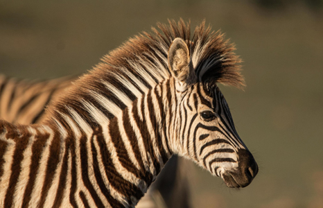 Amakhala Game Reserve zebra