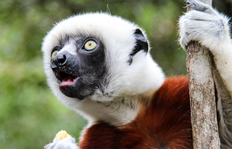 Andasibe-Mantadia National Park Lemur