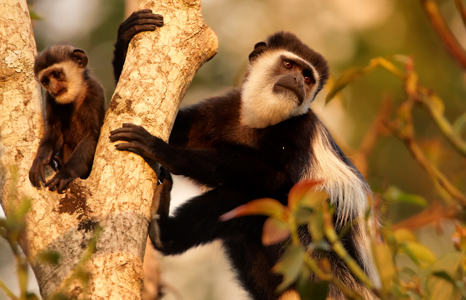 Bwindi National Park monkey