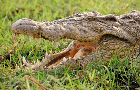 Chobe National Park Croc
