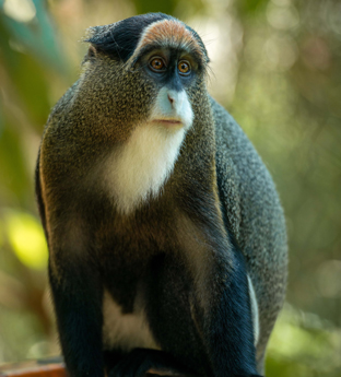 Monkey in Uganda