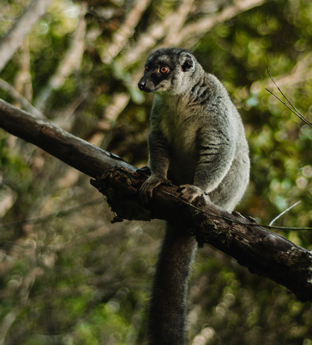 East Madagascar lemur
