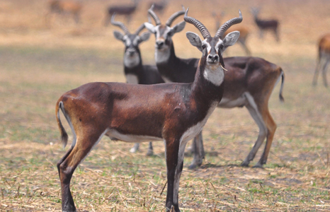 Gambella National Park antelope