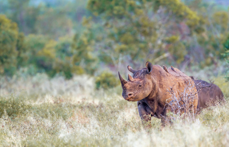 Gonarezhou National Park Rhino