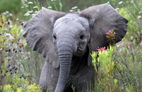 Gondwana Private Game Reserve elephant