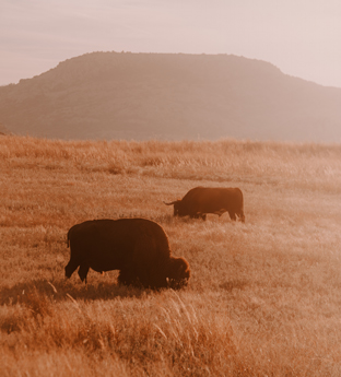 Great Plains - Bison