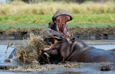Kafue National Park Hippo