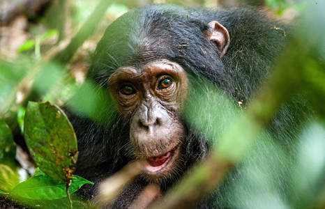 Kibale National Park chimpanzees