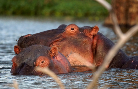 Hippos in Kisumu