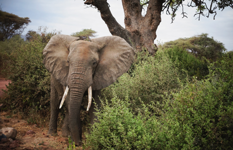 Lake Manyara National Park elephant