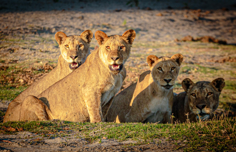 Lower Zambezi National Park lions