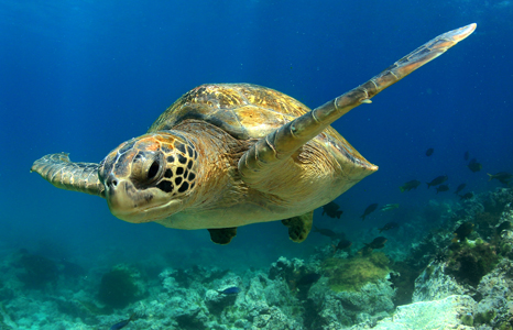 Mafia Island Marine Park turtle