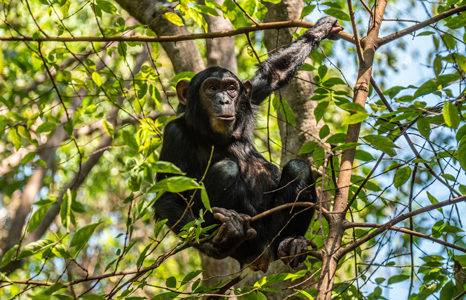 Mahale Mountains National Park chimpanzees