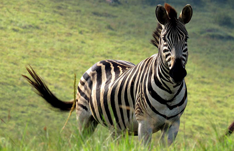 Malolotja Nature Reserve Zebra