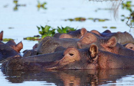 Marsabit National Park hippos