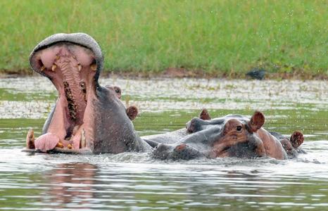 Matusadona National Park Hippos