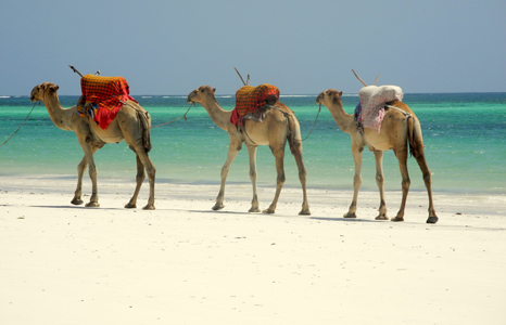Mombasa camels