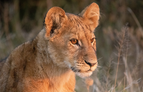 Moremi Game Reserve Lion Cub