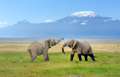 Mount Kilimanjaro National Park elephants