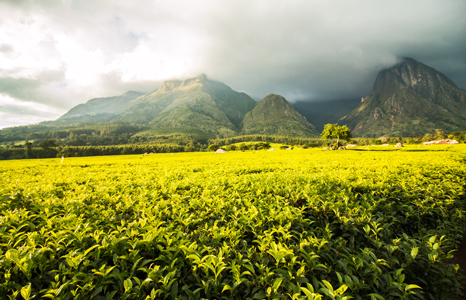 Mount Mulanje tea fields