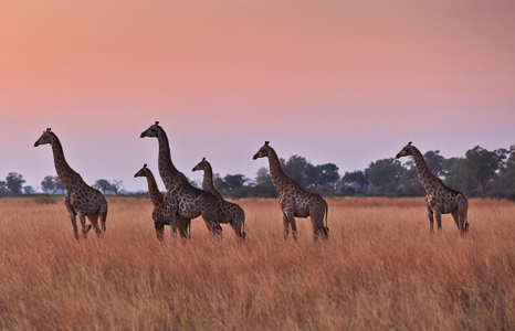 Nxai Pan National Park Giraffe
