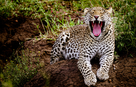 Nyerere National Park leopards