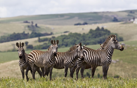Nyika Plateau National Park Zebra