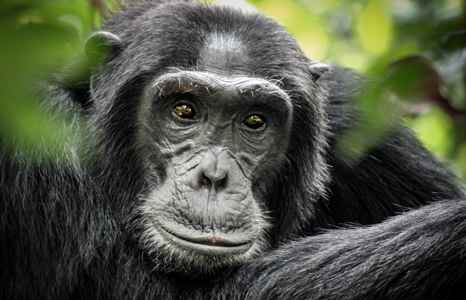 Nyungwe National Park chimpanzees