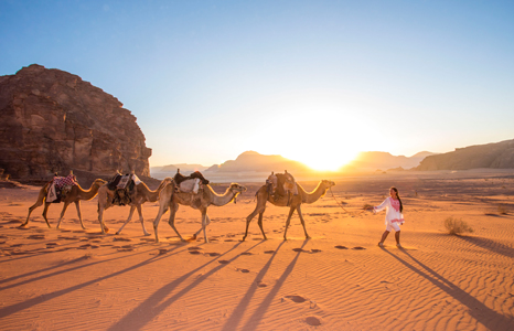 Wadi Rum walking camels