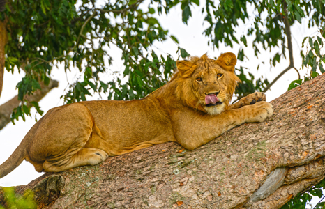 Queen Elizabeth National Park lion