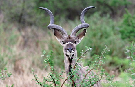 Saadani National Park Antelope