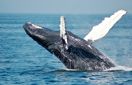 Sainte Marie whale
