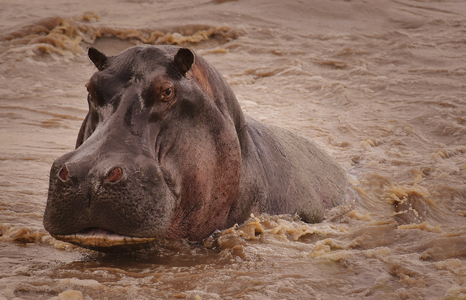 Serengeti National Park Hippo
