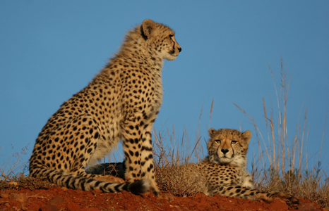 Shamwari Private Game Reserve cheetah