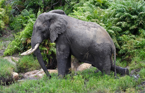 Shima Hills National Park elephant