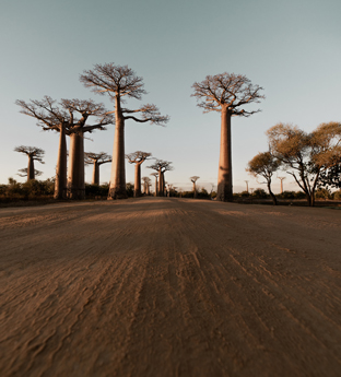 South Madagascar trees
