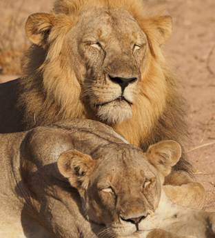Lions in Southern Tanzania