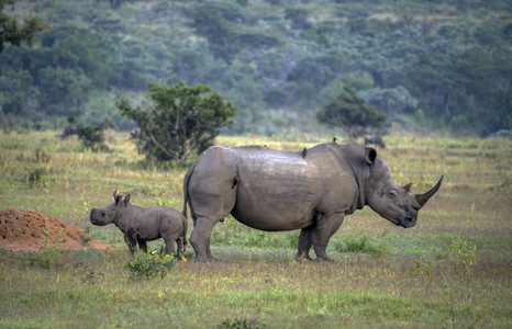 Welgevonden Game Reserve rhino