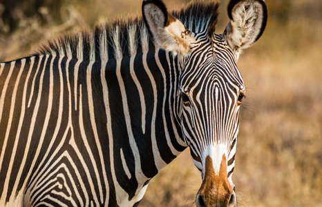 Samburu National Reserve zebra